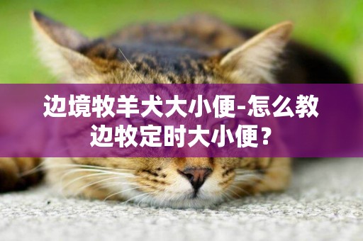邊境牧羊犬大小便-怎么教邊牧定時大小便？