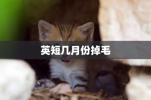 英短幾月份掉毛