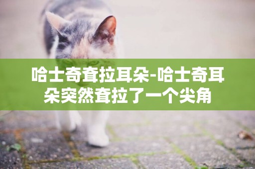 哈士奇耷拉耳朵-哈士奇耳朵突然耷拉了一個尖角
