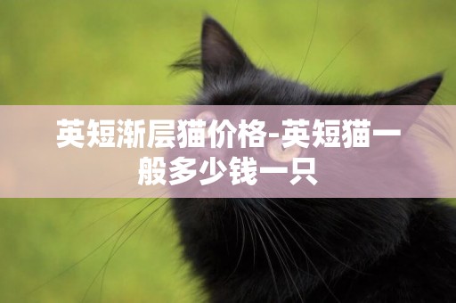 英短漸層貓價格-英短貓一般多少錢一只