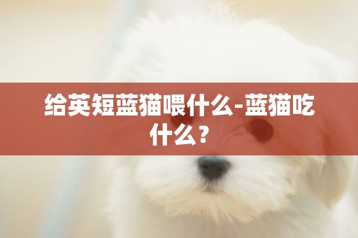 給英短藍貓喂什么-藍貓吃什么？
