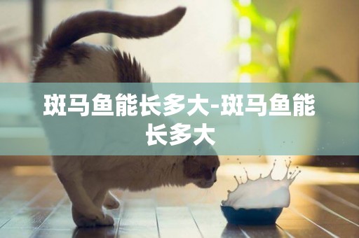 斑馬魚能長多大-斑馬魚能長多大