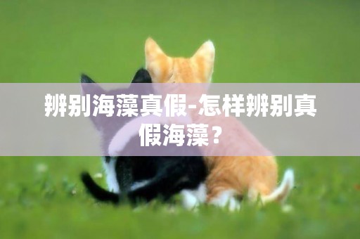 辨別海藻真假-怎樣辨別真假海藻？