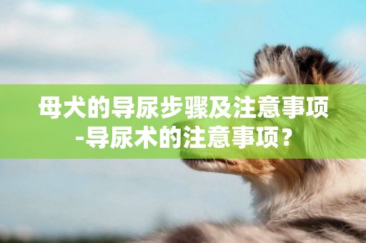 母犬的導尿步驟及注意事項-導尿術的注意事項？