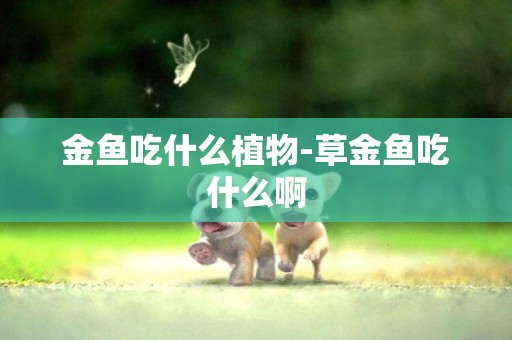 金魚吃什么植物-草金魚吃什么啊