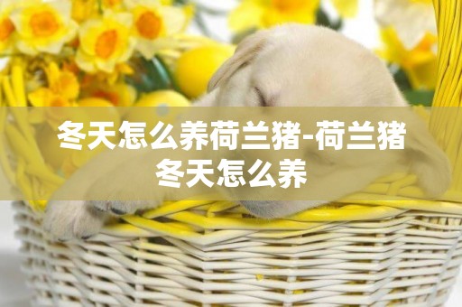 冬天怎么養荷蘭豬-荷蘭豬冬天怎么養