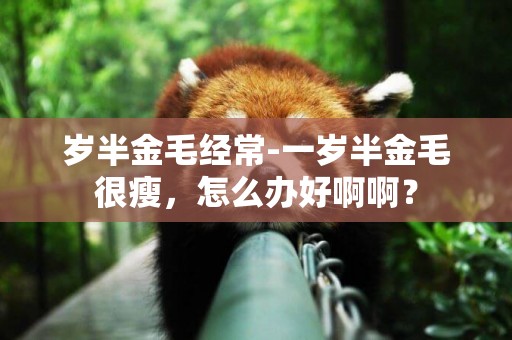 歲半金毛經常-一歲半金毛很瘦，怎么辦好啊啊？
