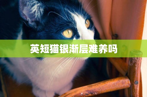 英短貓銀漸層難養嗎
