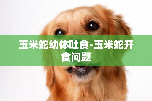 玉米蛇幼體吐食-玉米蛇開食問題