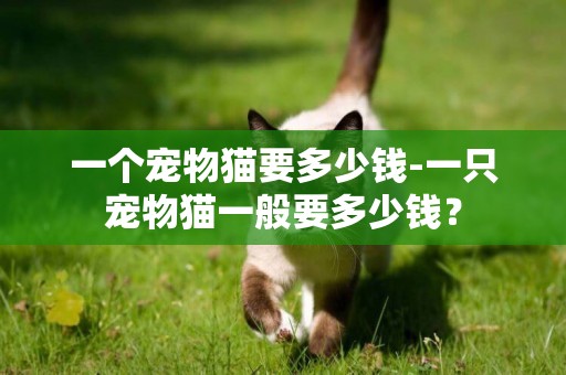 一個寵物貓要多少錢-一只寵物貓一般要多少錢？