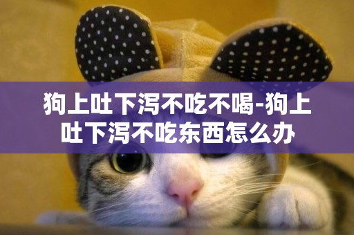 狗上吐下瀉不吃不喝-狗上吐下瀉不吃東西怎么辦