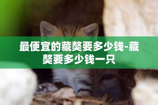 最便宜的藏獒要多少錢-藏獒要多少錢一只