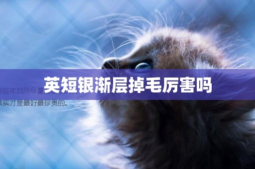 英短銀漸層掉毛厲害嗎