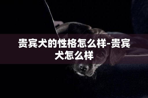 貴賓犬的性格怎么樣-貴賓犬怎么樣