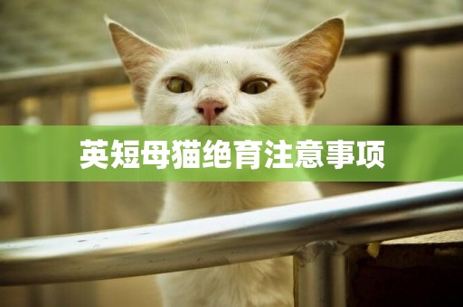英短母貓絕育注意事項