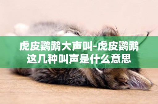 虎皮鸚鵡大聲叫-虎皮鸚鵡這幾種叫聲是什么意思