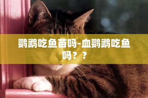 鸚鵡吃魚苗嗎-血鸚鵡吃魚嗎？？
