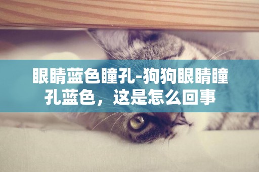 眼睛藍色瞳孔-狗狗眼睛瞳孔藍色，這是怎么回事
