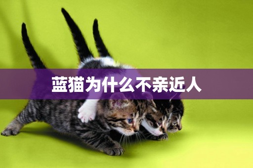 藍貓為什么不親近人