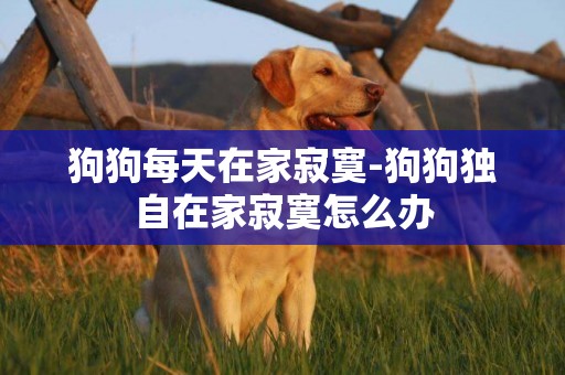 狗狗每天在家寂寞-狗狗獨自在家寂寞怎么辦