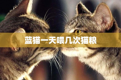 藍貓一天喂幾次貓糧