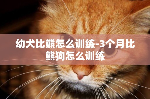 幼犬比熊怎么訓練-3個月比熊狗怎么訓練