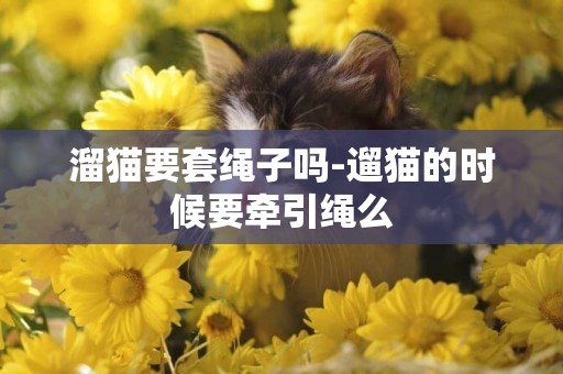 溜貓要套繩子嗎-遛貓的時候要牽引繩么