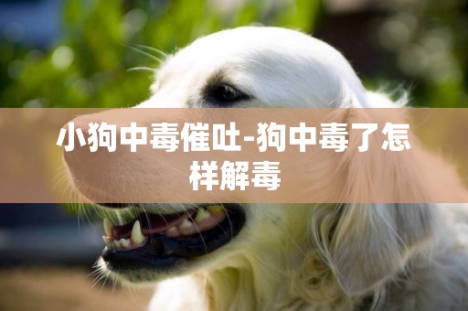 小狗中毒催吐-狗中毒了怎樣解毒