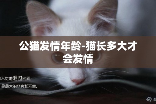 公貓發情年齡-貓長多大才會發情
