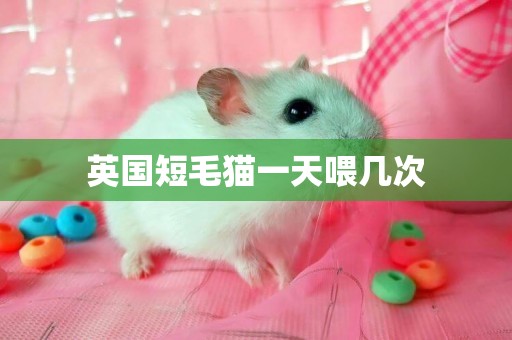 英國短毛貓一天喂幾次