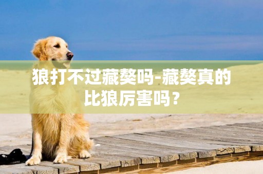 狼打不過藏獒嗎-藏獒真的比狼厲害嗎？