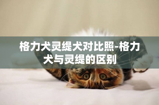 格力犬靈緹犬對比照-格力犬與靈緹的區別