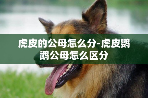 虎皮的公母怎么分-虎皮鸚鵡公母怎么區分