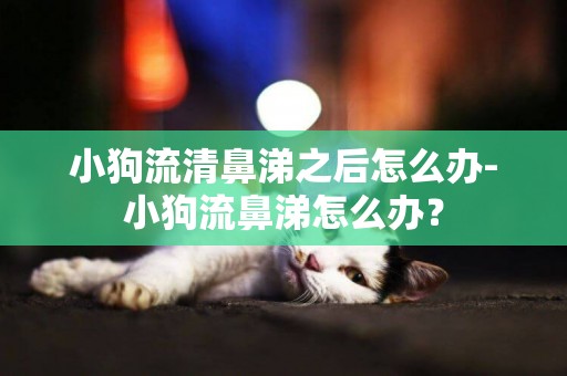 小狗流清鼻涕之后怎么辦-小狗流鼻涕怎么辦？