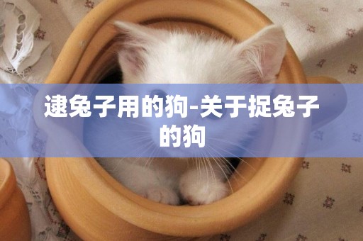 逮兔子用的狗-關于捉兔子的狗