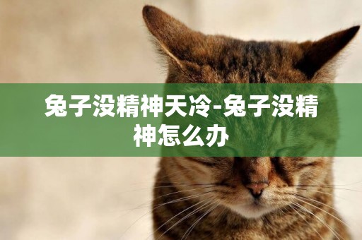 兔子沒精神天冷-兔子沒精神怎么辦
