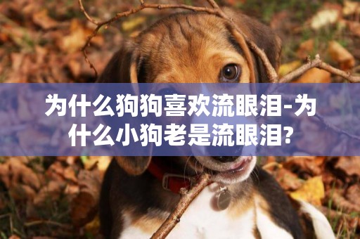 為什么狗狗喜歡流眼淚-為什么小狗老是流眼淚?