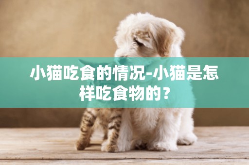 小貓吃食的情況-小貓是怎樣吃食物的？