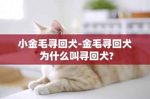 小金毛尋回犬-金毛尋回犬 為什么叫尋回犬?
