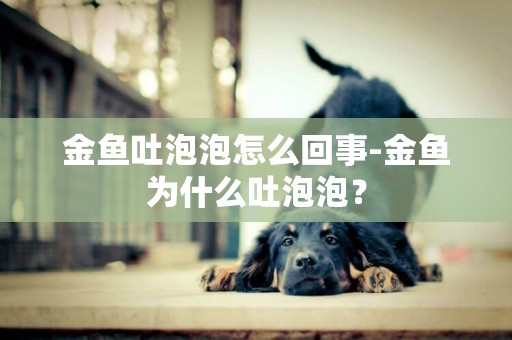 金魚吐泡泡怎么回事-金魚為什么吐泡泡？
