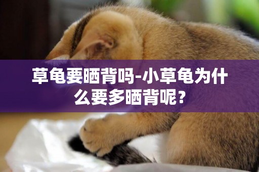 草龜要曬背嗎-小草龜為什么要多曬背呢？