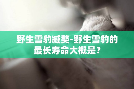 野生雪豹臧獒-野生雪豹的最長壽命大概是？