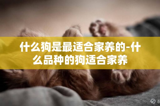 什么狗是最適合家養的-什么品種的狗適合家養