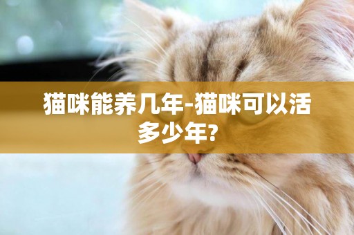 貓咪能養幾年-貓咪可以活多少年?