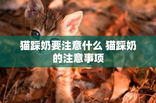 貓踩奶要注意什么 貓踩奶的注意事項