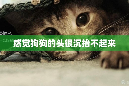 感覺狗狗的頭很沉抬不起來