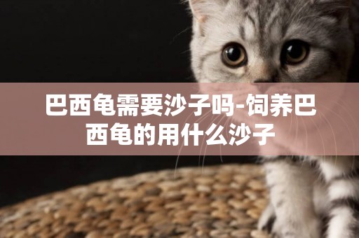 巴西龜需要沙子嗎-飼養巴西龜的用什么沙子