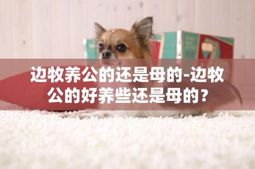邊牧養公的還是母的-邊牧公的好養些還是母的？