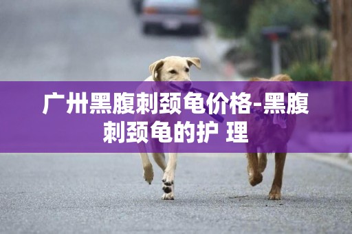 廣卅黑腹刺頸龜價格-黑腹刺頸龜的護 理