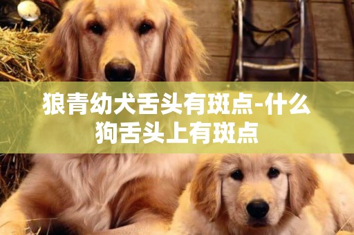 狼青幼犬舌頭有斑點-什么狗舌頭上有斑點